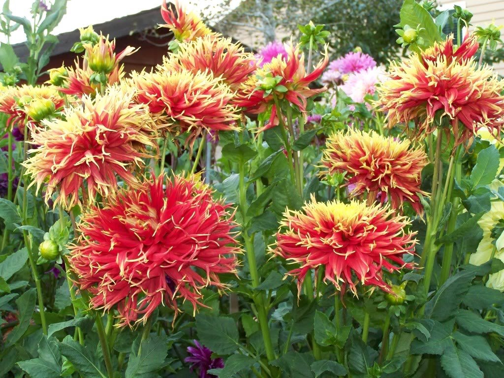 Dahlia-Show-and-Tell-2