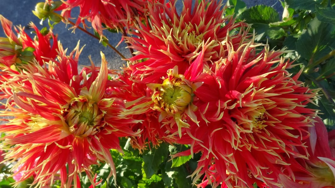 Dahlia-Show-and-Tell-3