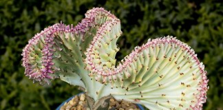 Молочай молочный формы кристата, форма вариегата (Euphorbia lactea f. cristata f.variegata)