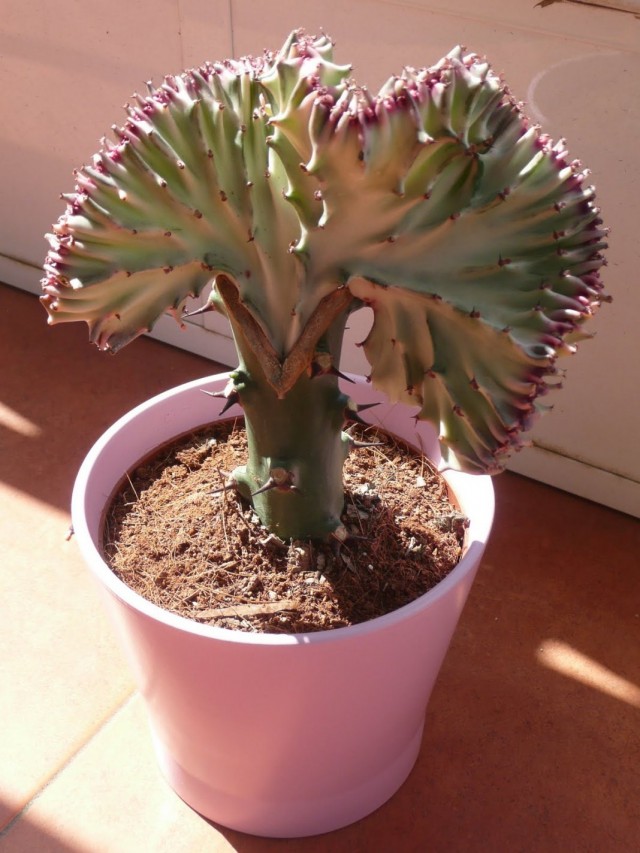 Молочай молочный формы кристата (Euphorbia lactea f. cristata) Молочай молочный формы кристата (Euphorbia lactea f. cristata)