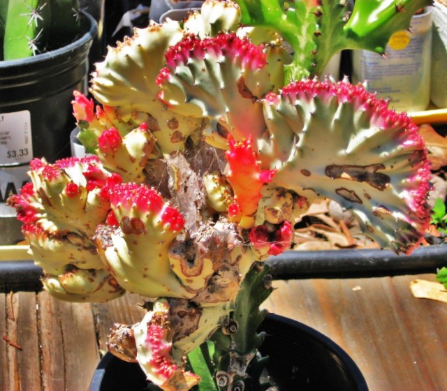 Молочай молочный формы кристата (Euphorbia lactea f. cristata f.variegata) Молочай молочный формы кристата (Euphorbia lactea f. cristata f.variegata)