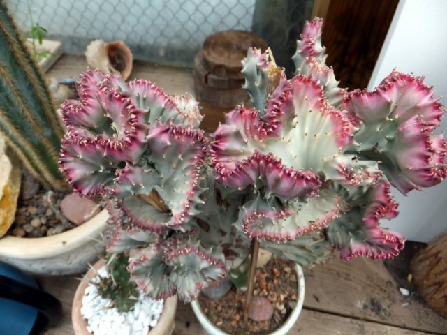 Молочай молочный формы кристата (Euphorbia lactea f. cristata) Молочай молочный формы кристата (Euphorbia lactea f. cristata)