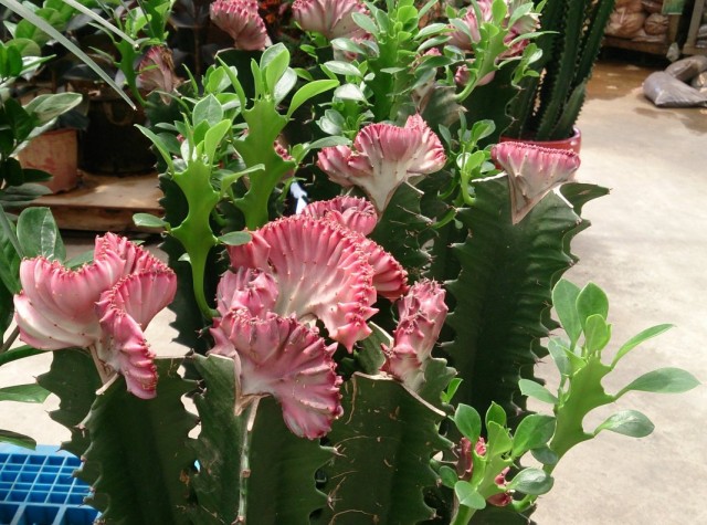Молочай молочный формы кристата (Euphorbia lactea f. cristata) Молочай молочный формы кристата (Euphorbia lactea f. cristata)