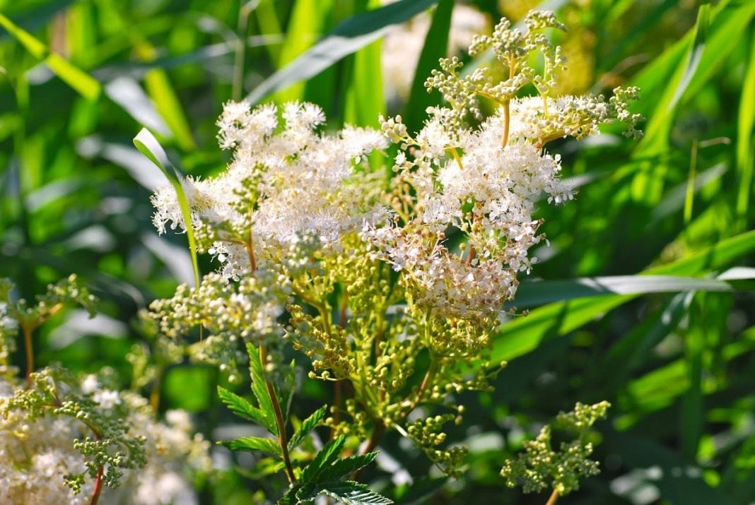 Filipendula-ulmaria
