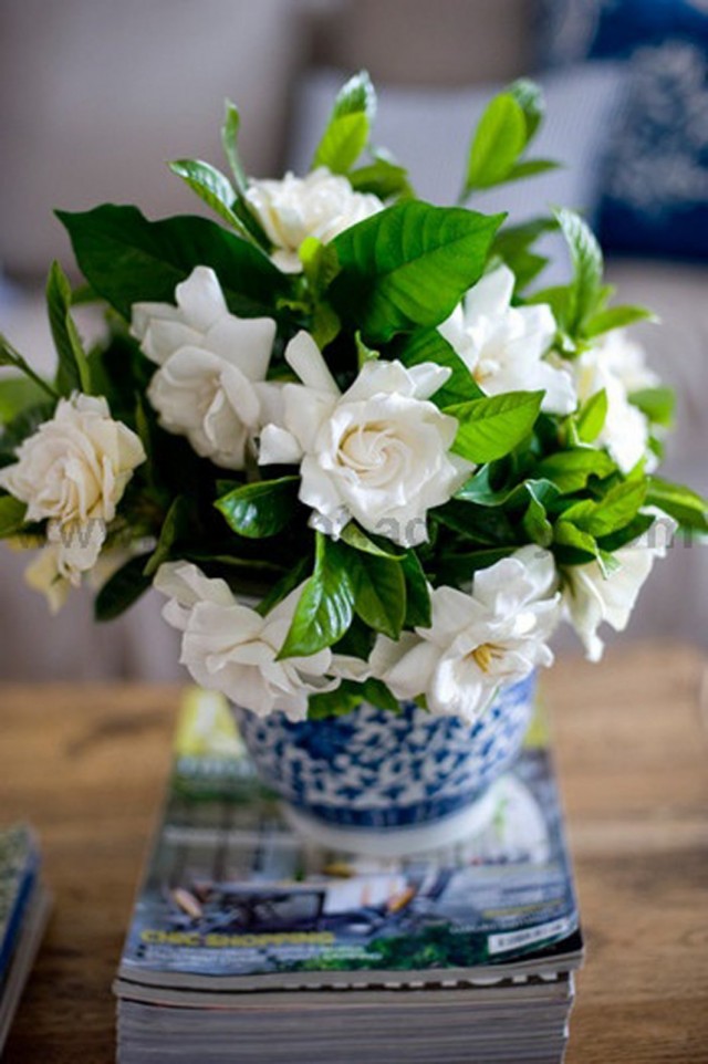 Гардения жасминовидная (Gardenia jasminoides) Гардения жасминовидная (Gardenia jasminoides)