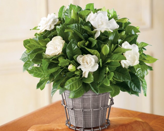 Гардения жасминовидная (Gardenia jasminoides) Гардения жасминовидная (Gardenia jasminoides)