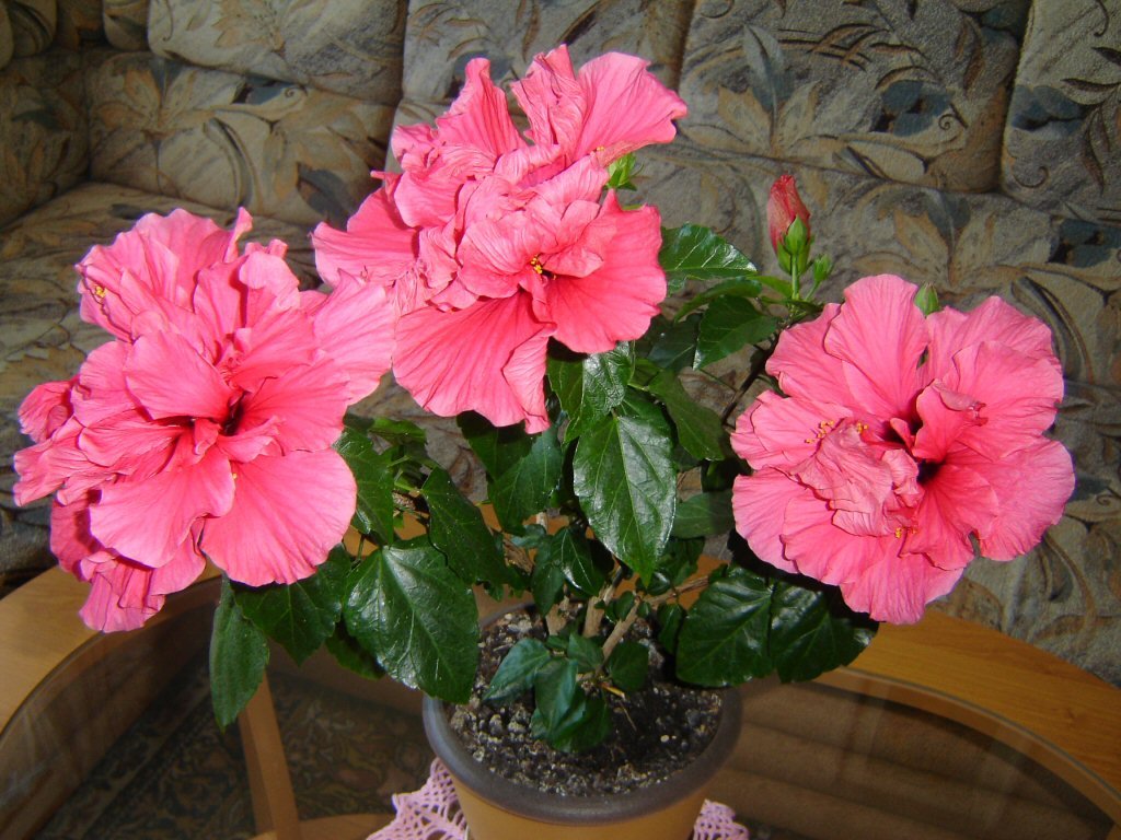 Summer lotus гибискус