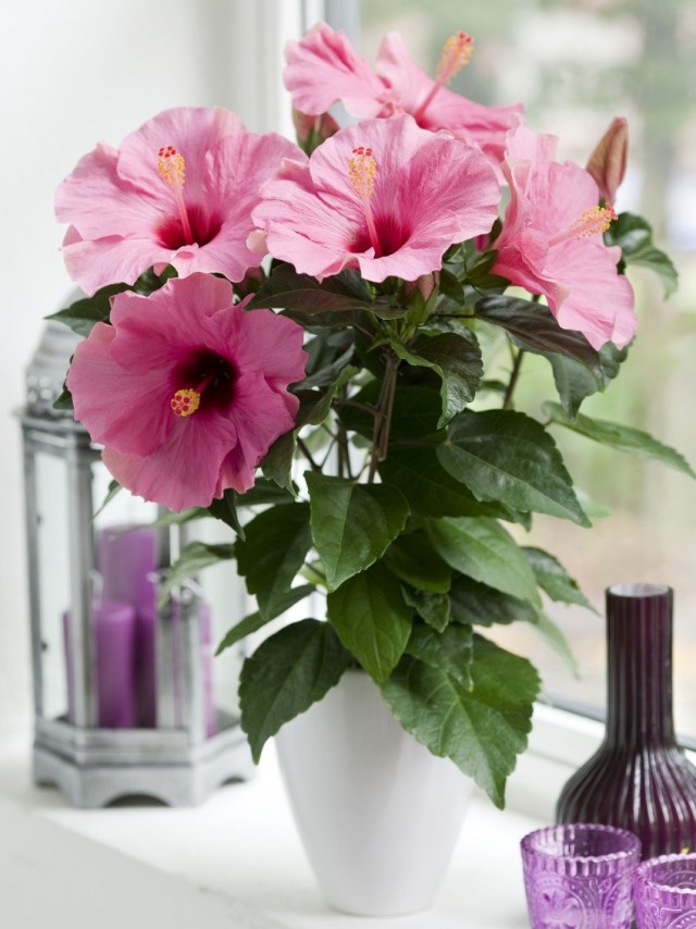 Гибискус (Hibiscus) Гибискус (Hibiscus)