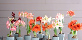 Гиппеаструм (Hippeastrum)