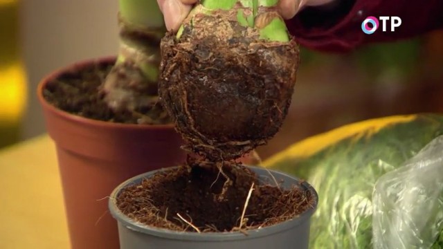 Признаки загнивания корней и луковицы гиппеаструма