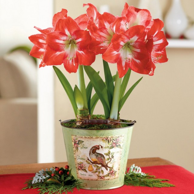 Гиппеаструм (Hippeastrum) Гиппеаструм (Hippeastrum)