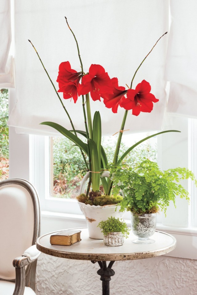 Гиппеаструм (Hippeastrum) Гиппеаструм (Hippeastrum)