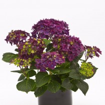 Гортензия крупнолистная «Дип Пёрпл» (Hydrangea macrophylla 'Deep Purple') Гортензия крупнолистная «Дип Пёрпл» (Hydrangea macrophylla 'Deep Purple')