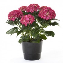 Гортензия крупнолистная «Ред Энджел» (Hydrangea macrophylla 'Red Angel') Гортензия крупнолистная «Ред Энджел» (Hydrangea macrophylla 'Red Angel')