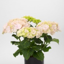 Гортензия крупнолистная «Верена» (Hydrangea macrophylla 'Verena') Гортензия крупнолистная «Верена» (Hydrangea macrophylla 'Verena')