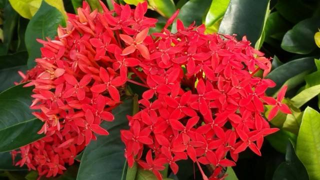 Иксора ярко-красная, или Иксора кошенильная (Ixora coccinea) Иксора ярко-красная, или Иксора кошенильная (Ixora coccinea)