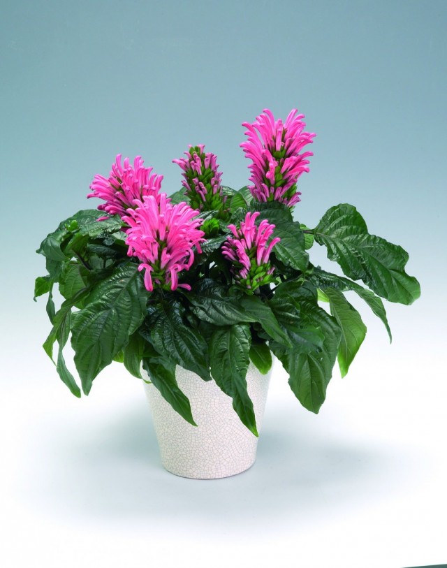 Юстиция телесная (Justicia carnea) Юстиция телесная (Justicia carnea)