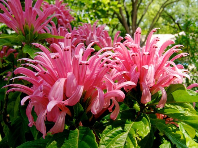 Юстиция телесная (Justicia carnea) Юстиция телесная (Justicia carnea)