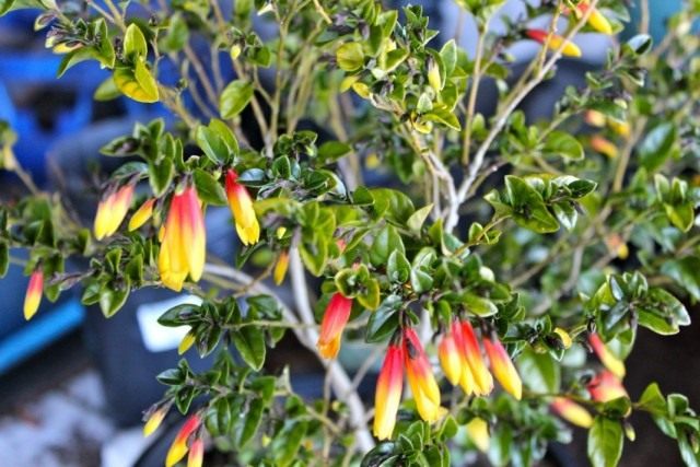 Юстиция пышноцветущая (Justicia floribunda) Юстиция пышноцветущая (Justicia floribunda)
