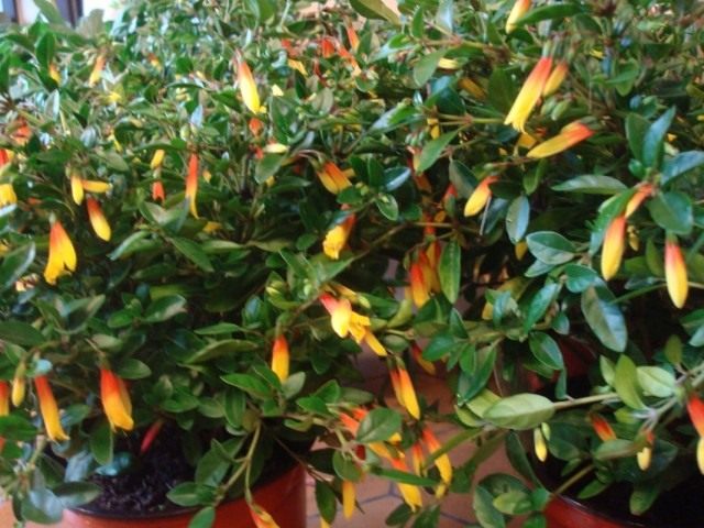 Юстиция пышноцветущая (Justicia floribunda) Юстиция пышноцветущая (Justicia floribunda)