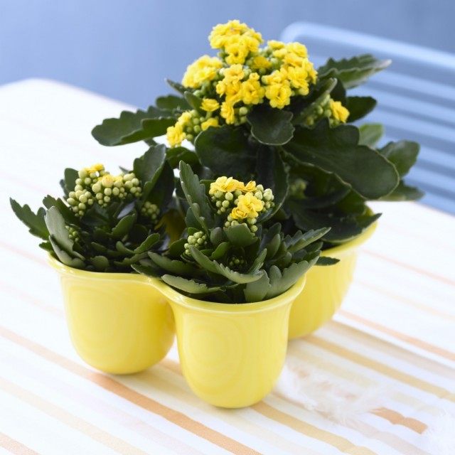 Каланхоэ Блоссфельда (Kalanchoe blossfeldiana) Каланхоэ Блоссфельда (Kalanchoe blossfeldiana)