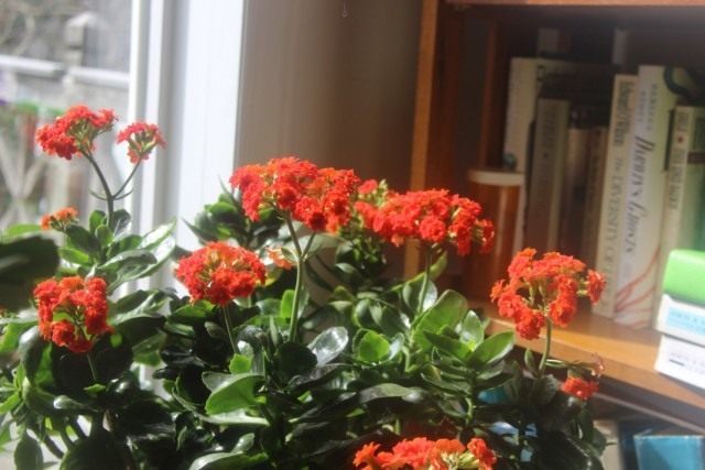 Каланхоэ Блоссфельда (Kalanchoe blossfeldiana) Каланхоэ Блоссфельда (Kalanchoe blossfeldiana)