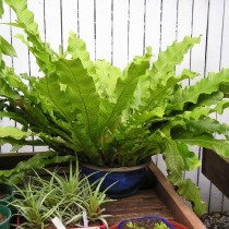 Микросорум бананолистный (Microsorum musifolium) Микросорум бананолистный (Microsorum musifolium)