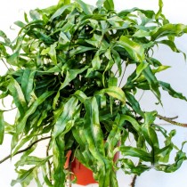 Микросорум разнолистный (Microsorum diversifolium) Микросорум разнолистный (Microsorum diversifolium)