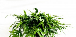Микросорум разнолистный (Microsorum diversifolium)