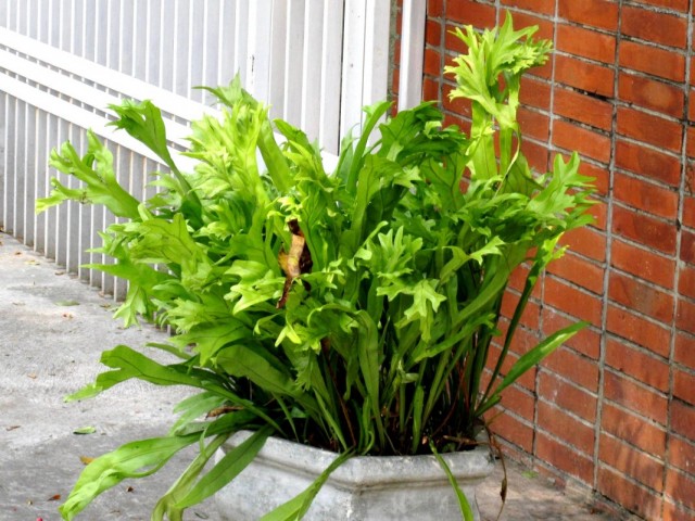 Микросорум точечный (Microsorum punctatum) Микросорум точечный (Microsorum punctatum)