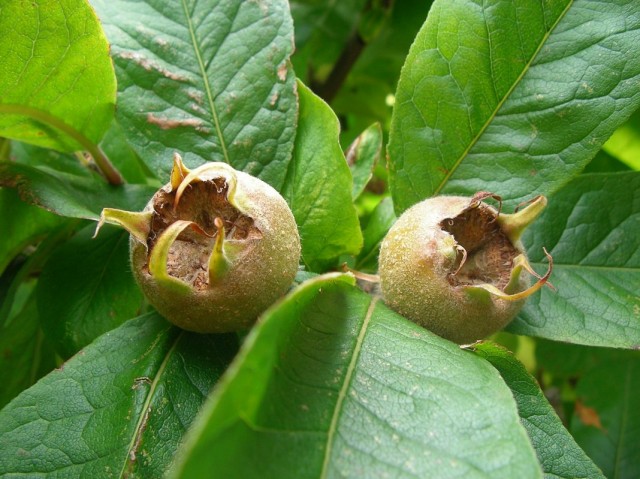 Мушмула германская (Mespilus germanica) Мушмула германская (Mespilus germanica)