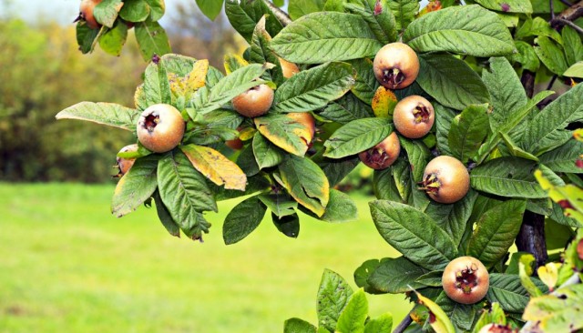 Мушмула германская (Mespilus germanica) Мушмула германская (Mespilus germanica)