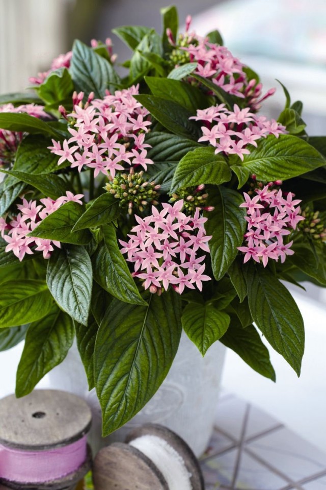 Пентас ланцетовидный (Pentas lanceolata) Пентас ланцетовидный (Pentas lanceolata)