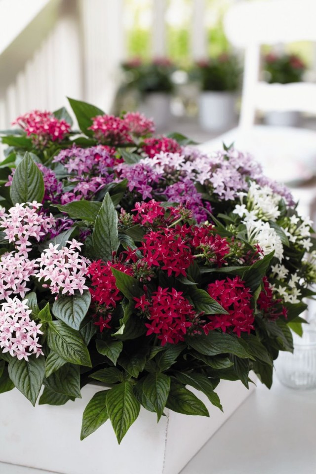 Пентас ланцетовидный (Pentas lanceolata) Пентас ланцетовидный (Pentas lanceolata)