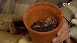 Мох сверху присыпаем землёй Мох сверху присыпаем землёй