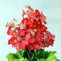 Примула мягковатая «Феир Леди» красная ( Primula malacoides 'Fair Lady' Scarlet)