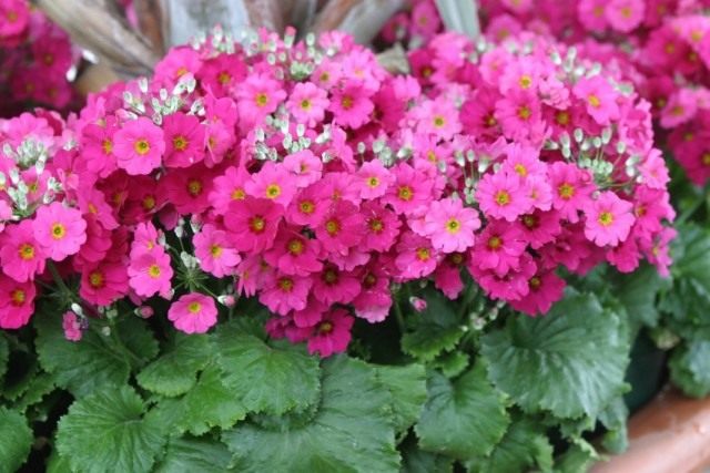 Примула нежная (Primula malacoides) Примула нежная (Primula malacoides)
