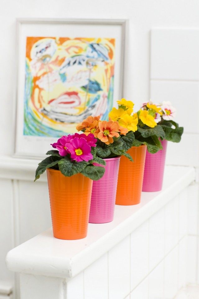 Примула (Primula) Примулы (Primula)
