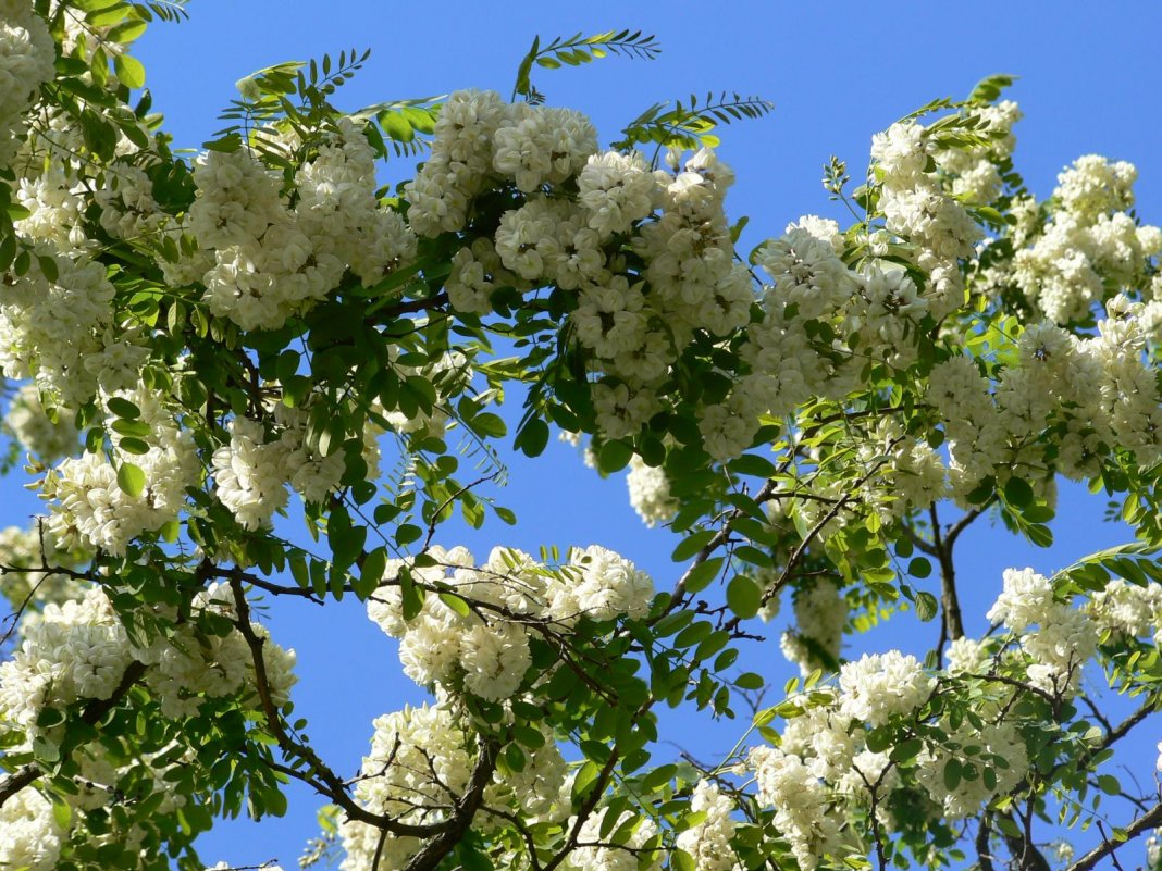 Robinia-pseudoacacia