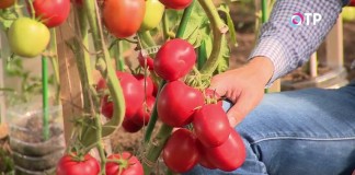 Гроздь томатов индетерминантного гибрида «Великосветский»