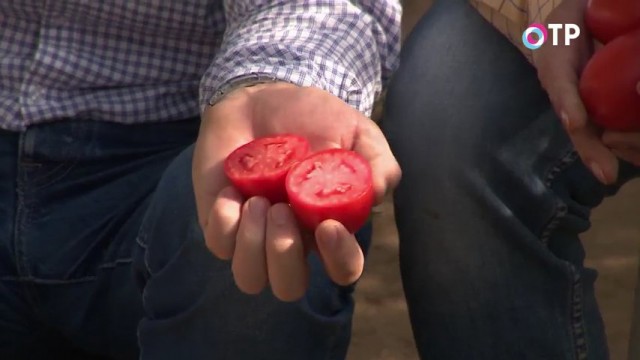 Плод индетерминантного гибрида томата «Великосветский» в разрезе