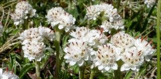 Кошачья лапка двудомная, или Антеннария двудомная (Antennaria dioica)
