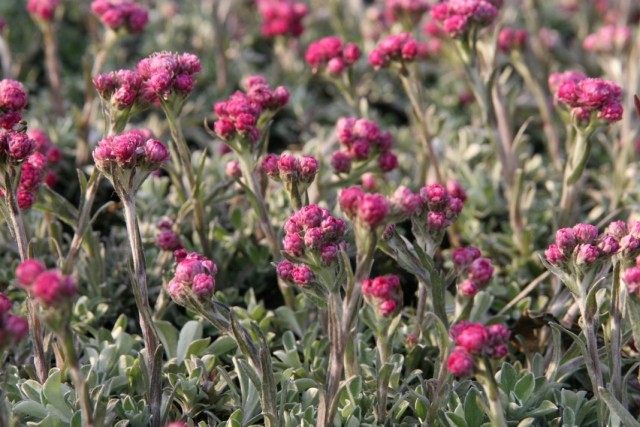 Кошачья лапка двудомная, или Антеннария двудомная "Красное чудо" (Antennaria dioica 'Rotes Wunder') Кошачья лапка двудомная, или Антеннария двудомная "Красное чудо" (Antennaria dioica 'Rotes Wunder')