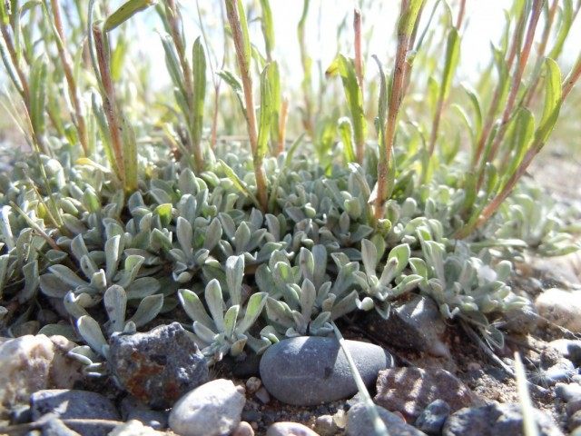 Антеннария мелколистная (Antennaria microphylla) Антеннария мелколистная (Antennaria microphylla)
