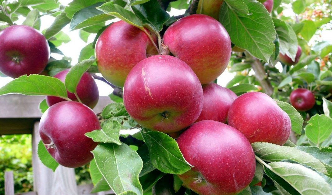 10 лучших сортов яблонь: выберите идеальное дерево для вашего сада