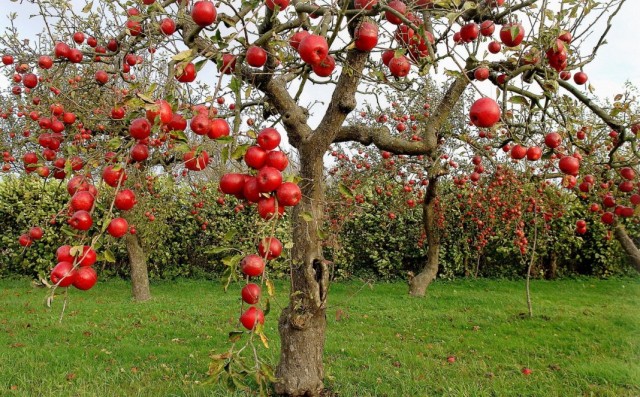 Яблоня осеннего сорта