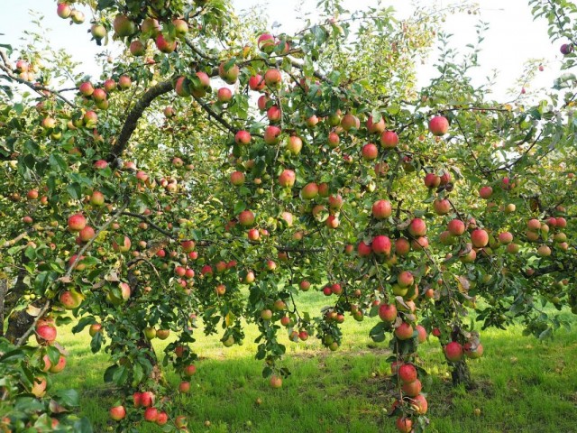 Яблоня с яблоками