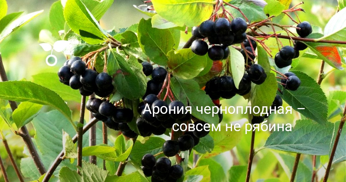 Самые эффективные маски для лица от морщин: ТОП лучших рецептов Сколько лет могут жить яблони и груши