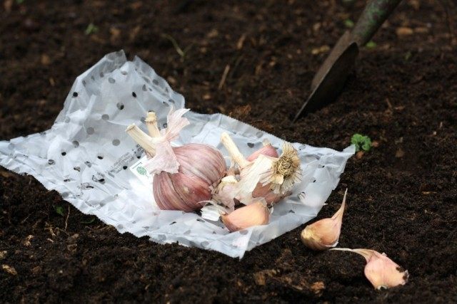 Чеснок посевной (Allium sativum) Чеснок посевной (Allium sativum)