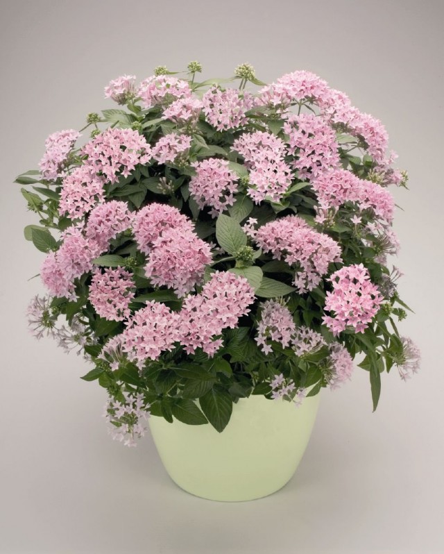 Пентас ланцетовидный (Pentas lanceolata) Пентас ланцетовидный (Pentas lanceolata)